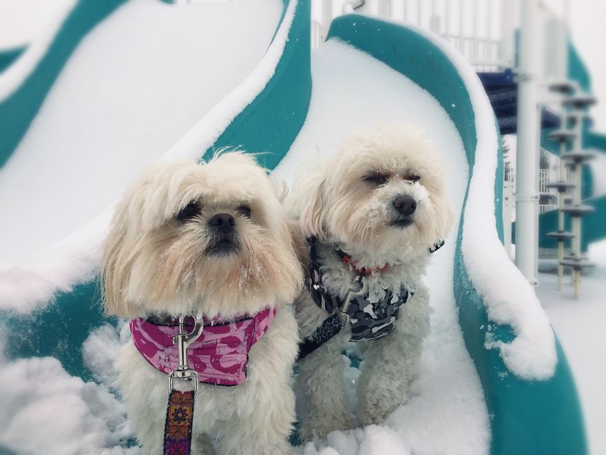 Dog Walker Captures Her Dogs Having Fun In A Snowy Canada