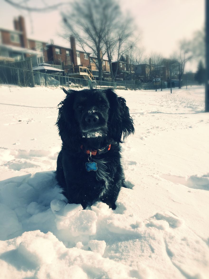 Dog Walker Captures Her Dogs Having Fun In A Snowy Canada