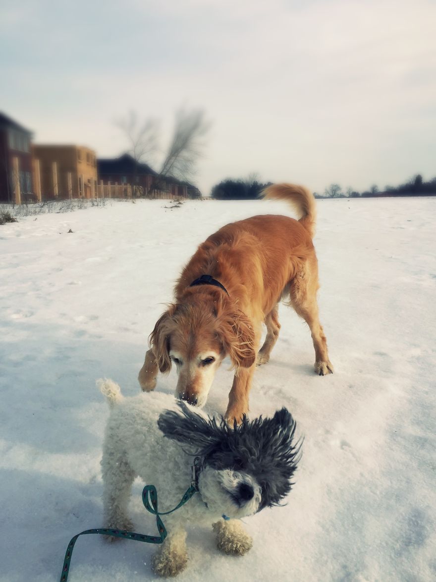 Dog Walker Captures Her Dogs Having Fun In A Snowy Canada