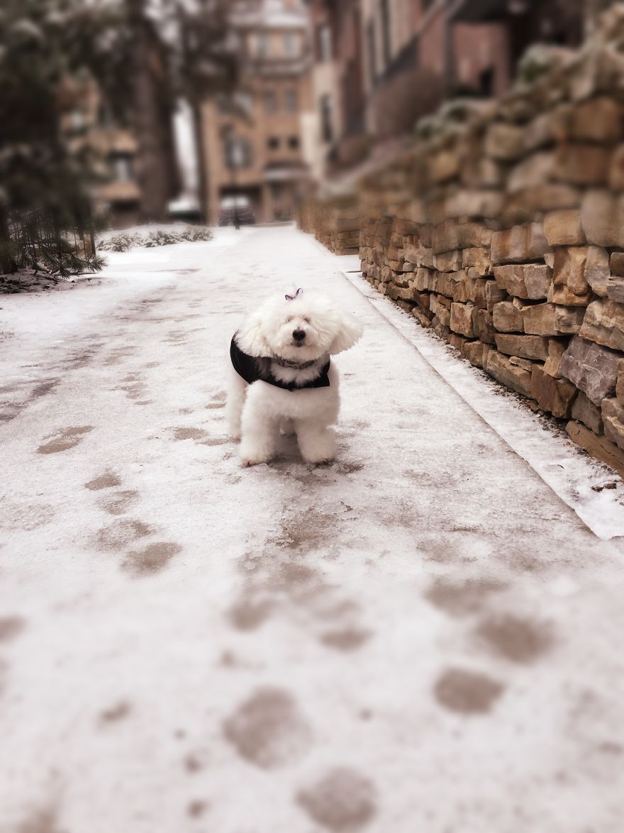 Dog Walker Captures Her Dogs Having Fun In A Snowy Canada