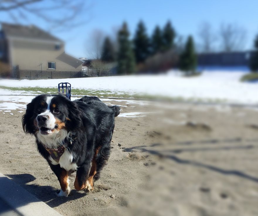 Dog Walker Captures Her Dogs Having Fun In A Snowy Canada