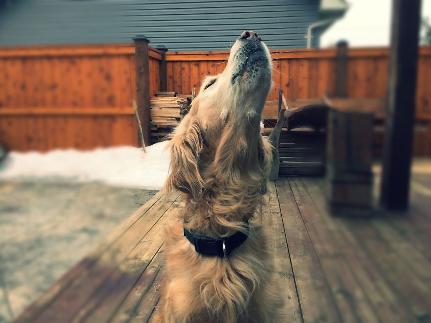 Dog Walker Captures Her Dogs Having Fun In A Snowy Canada