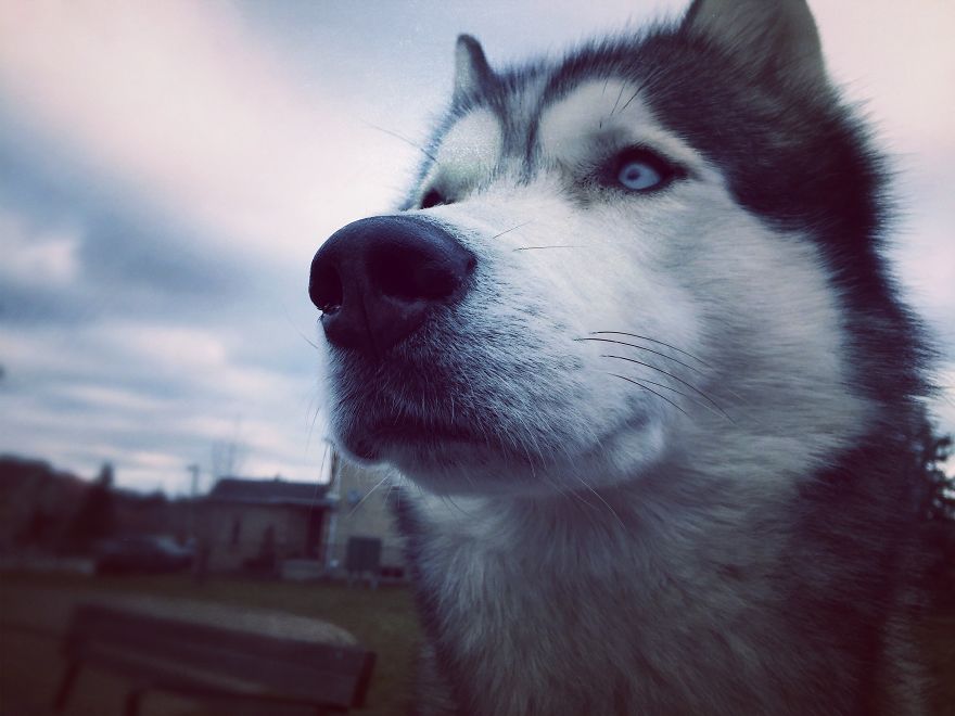Dog Walker Captures Her Dogs Having Fun In A Snowy Canada