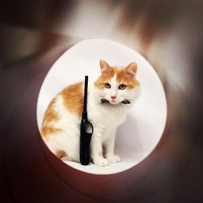 Stories About The Adventures Of A Cat