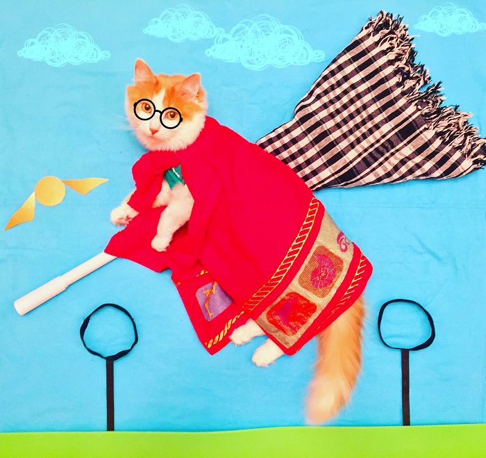 Stories About The Adventures Of A Cat