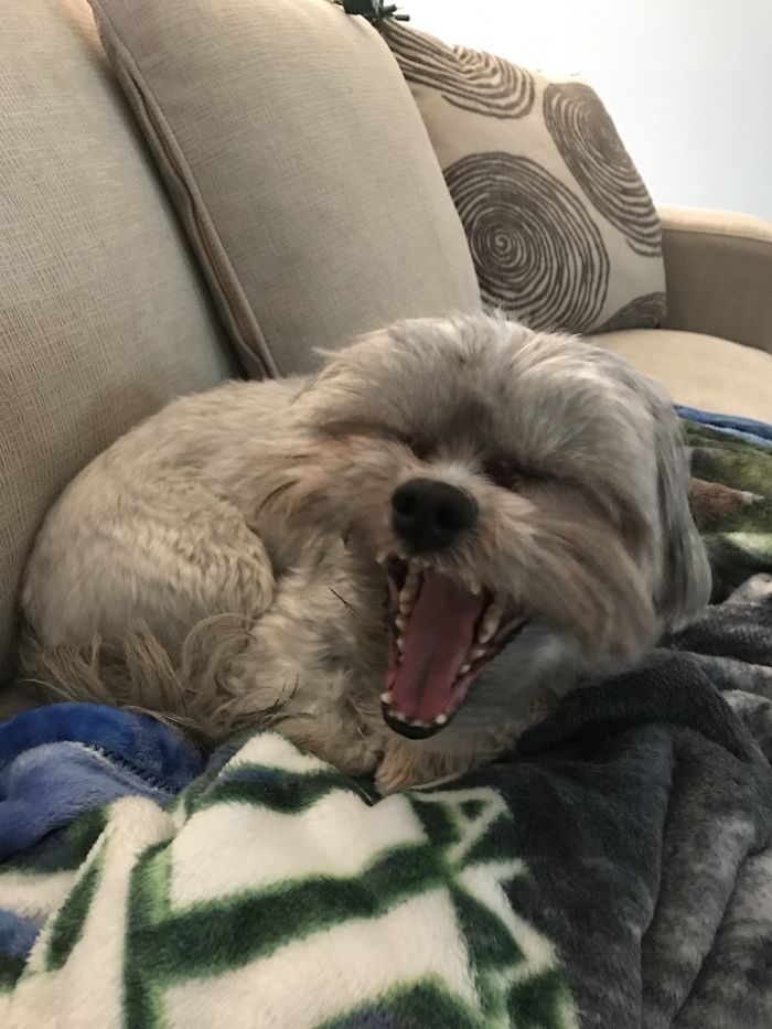 Chip Before And After Being Told He Is A Good Boy