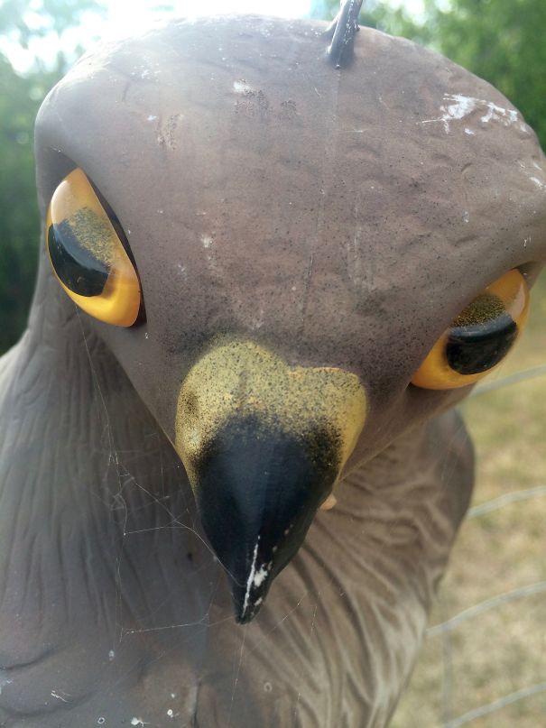 This Bird Scares Birds And People