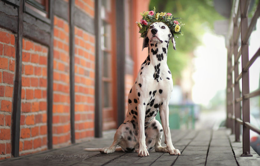 I Photograph Dogs To Show The World How Awesome They Are