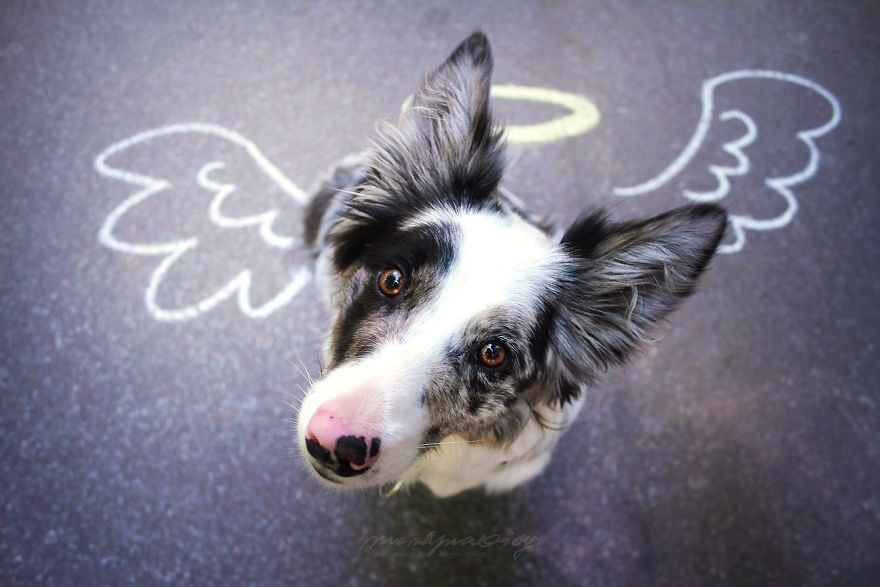 I Photograph Dogs To Show The World How Awesome They Are I Photograph Dogs To Show The World How Awesome They Are