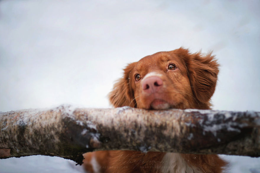 I Photograph Dogs To Show The World How Awesome They Are I Photograph Dogs To Show The World How Awesome They Are