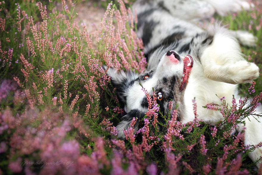 I Photograph Dogs To Show The World How Awesome They Are