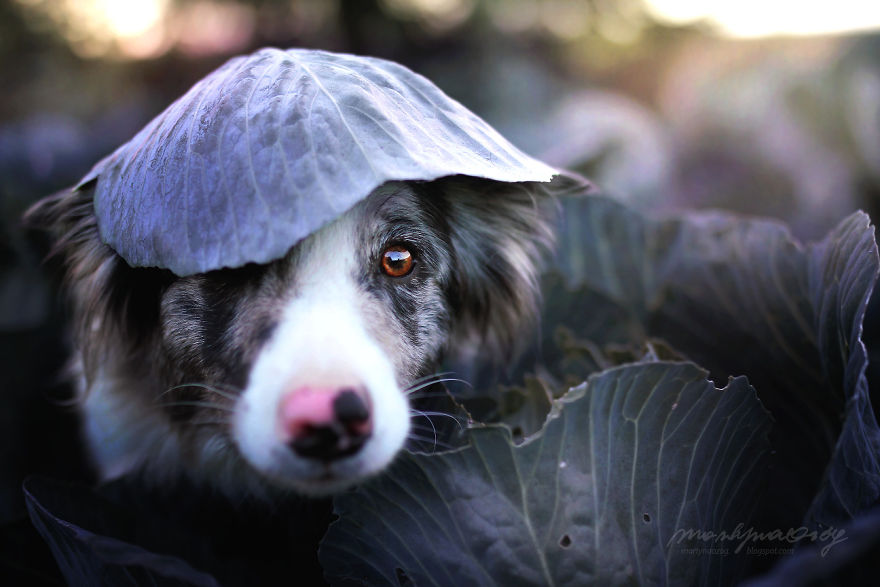 I Photograph Dogs To Show The World How Awesome They Are I Photograph Dogs To Show The World How Awesome They Are