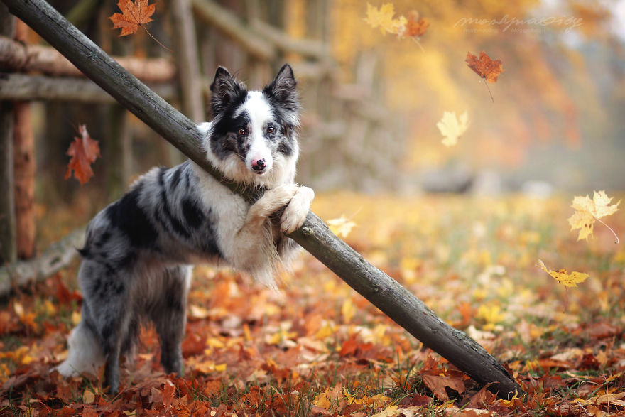 I Photograph Dogs To Show The World How Awesome They Are I Photograph Dogs To Show The World How Awesome They Are