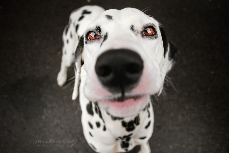 I Photograph Dogs To Show The World How Awesome They Are I Photograph Dogs To Show The World How Awesome They Are