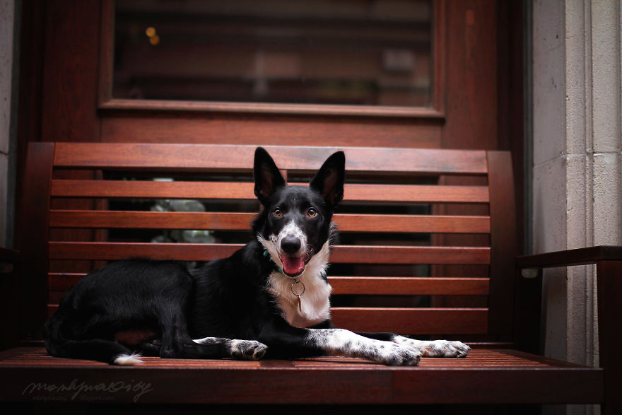 I Photograph Dogs To Show The World How Awesome They Are