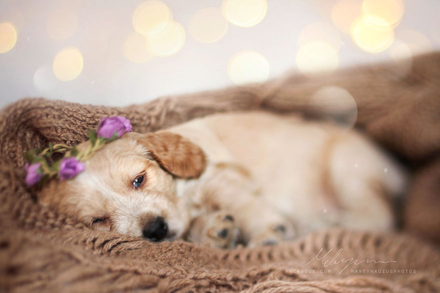 I Photograph Dogs To Show The World How Awesome They Are I Photograph Dogs To Show The World How Awesome They Are