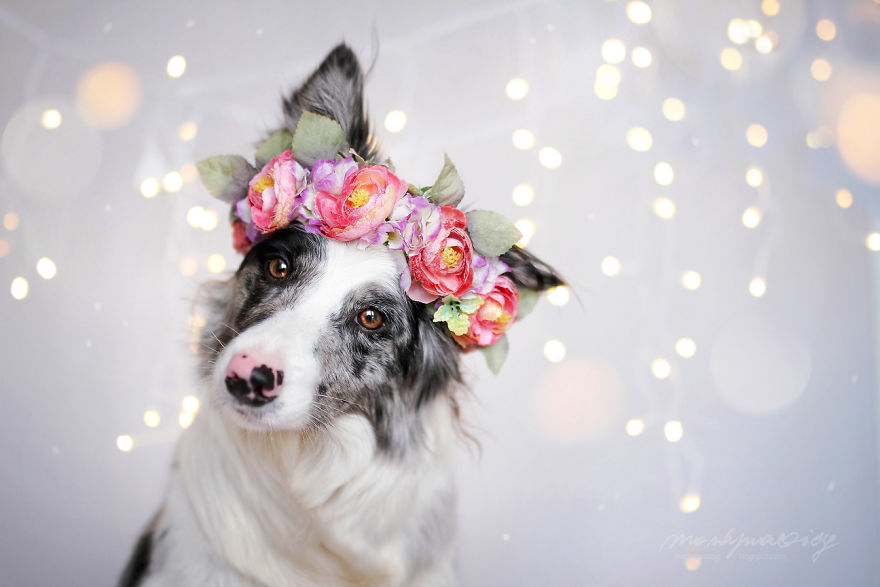 I Photograph Dogs To Show The World How Awesome They Are I Photograph Dogs To Show The World How Awesome They Are