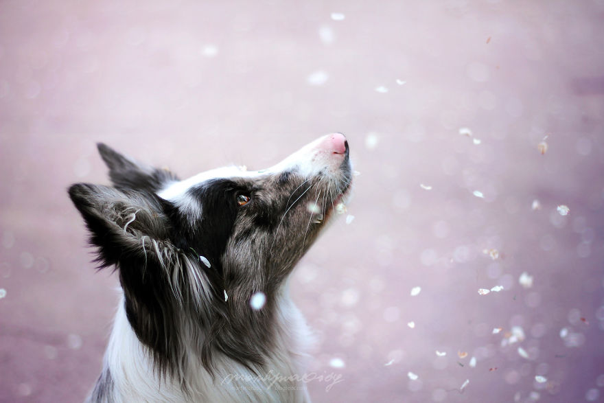 I Photograph Dogs To Show The World How Awesome They Are I Photograph Dogs To Show The World How Awesome They Are