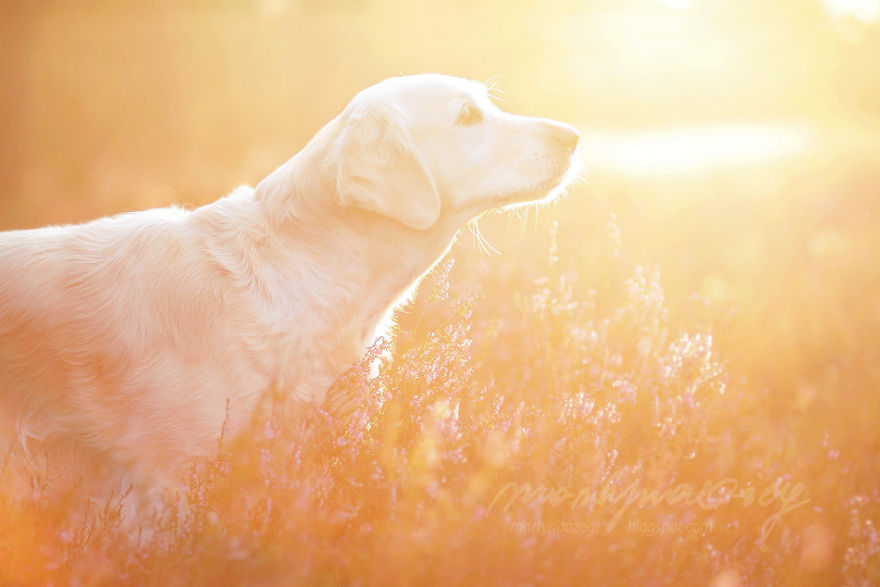 I Photograph Dogs To Show The World How Awesome They Are I Photograph Dogs To Show The World How Awesome They Are