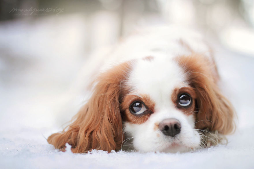 I Photograph Dogs To Show The World How Awesome They Are