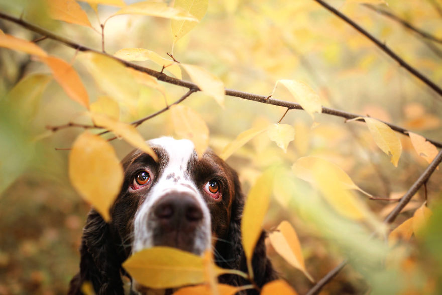 I Photograph Dogs To Show The World How Awesome They Are