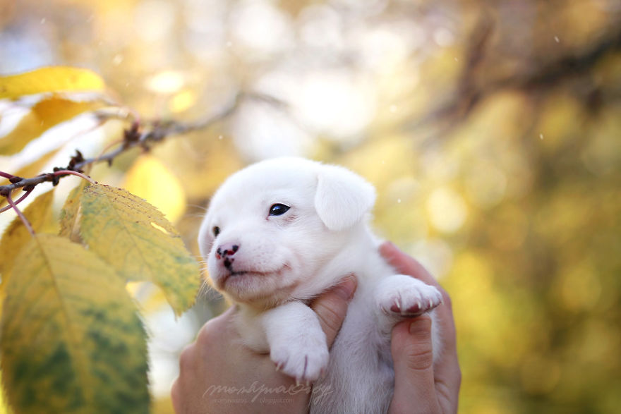 I Photograph Dogs To Show The World How Awesome They Are I Photograph Dogs To Show The World How Awesome They Are