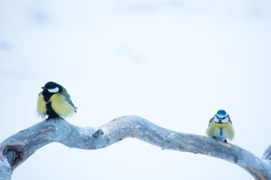 Japanese Photographer Captured Beautiful Winter Lights Of Finland