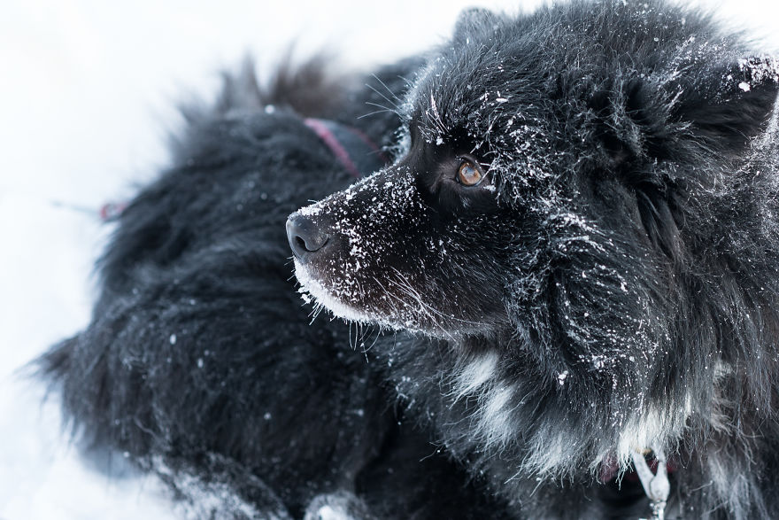 Japanese Photographer Captured Beautiful Winter Lights Of Finland