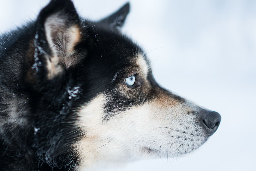 Japanese Photographer Captured Beautiful Winter Lights Of Finland