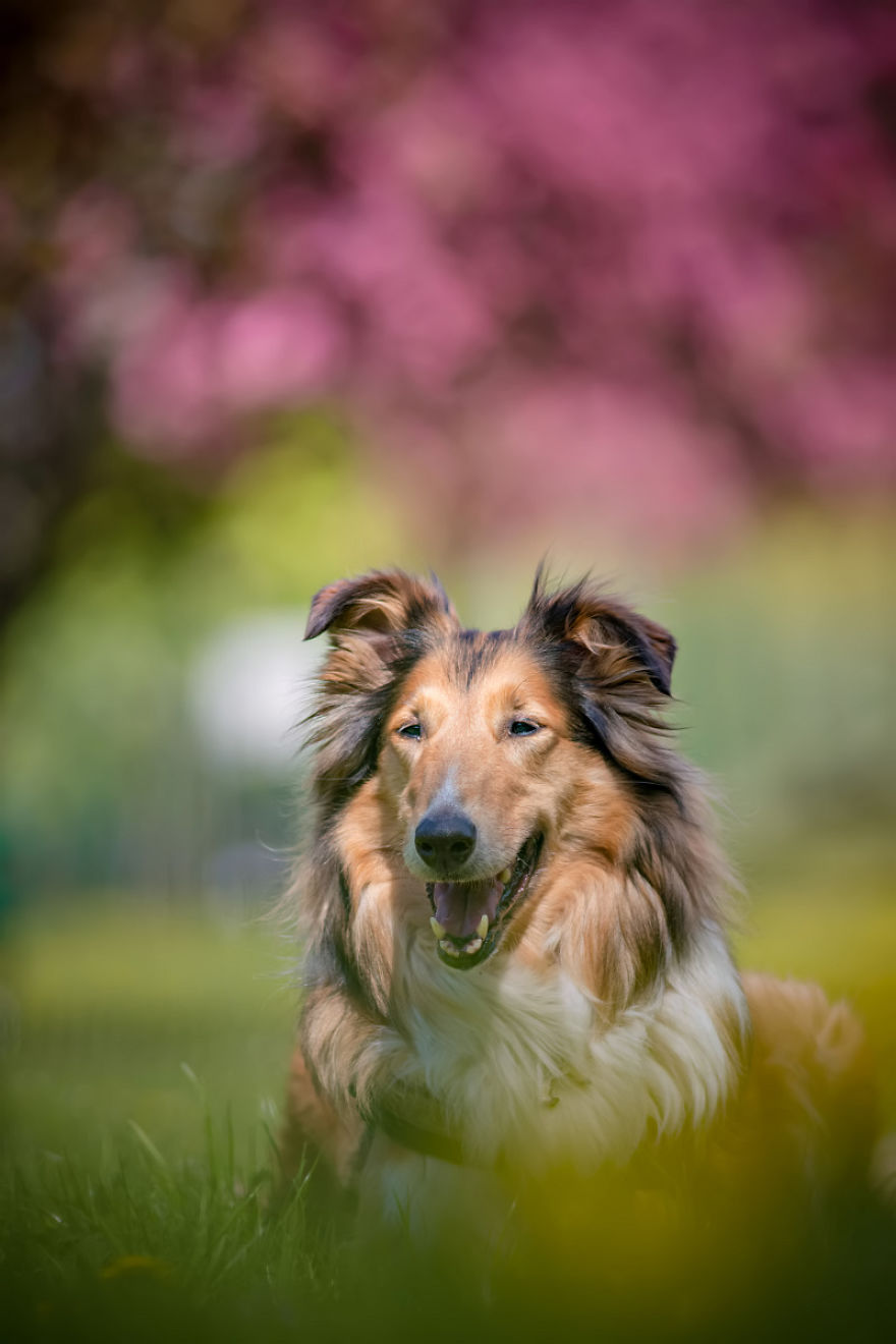 I'm Passionate About Canine Action And Portrait Photography
