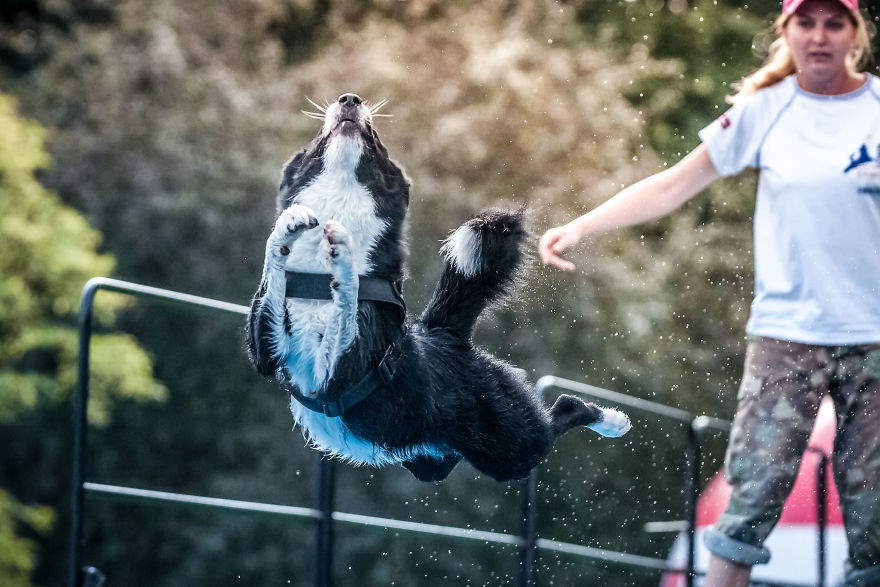 I'm Passionate About Canine Action And Portrait Photography