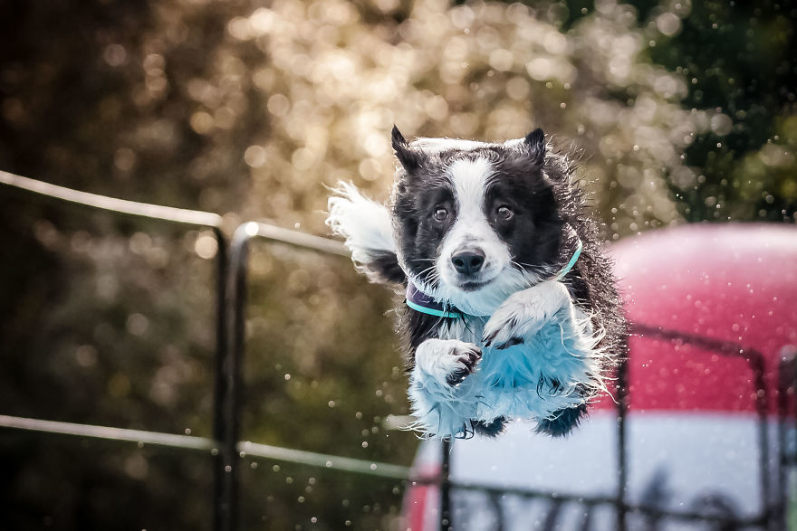 I'm Passionate About Canine Action And Portrait Photography