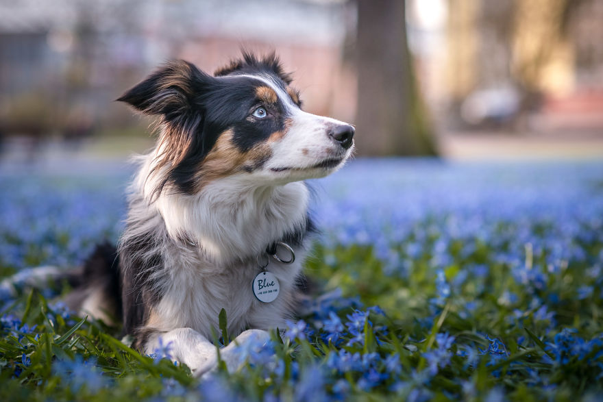 I'm Passionate About Canine Action And Portrait Photography