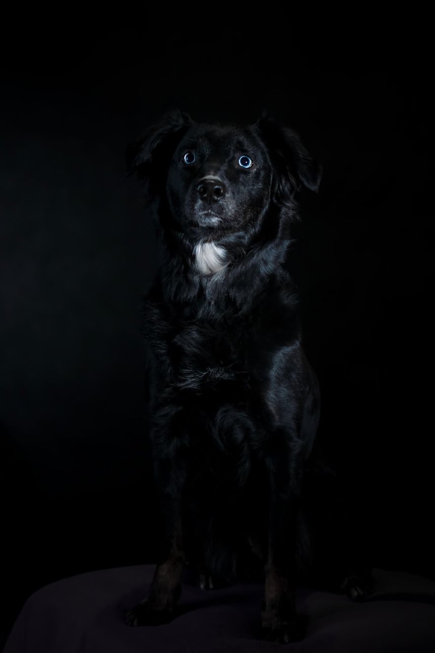 I'm Passionate About Canine Action And Portrait Photography