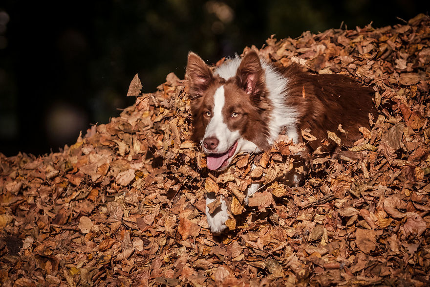 I'm Passionate About Canine Action And Portrait Photography