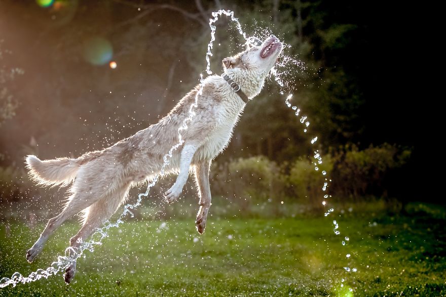 I'm Passionate About Canine Action And Portrait Photography