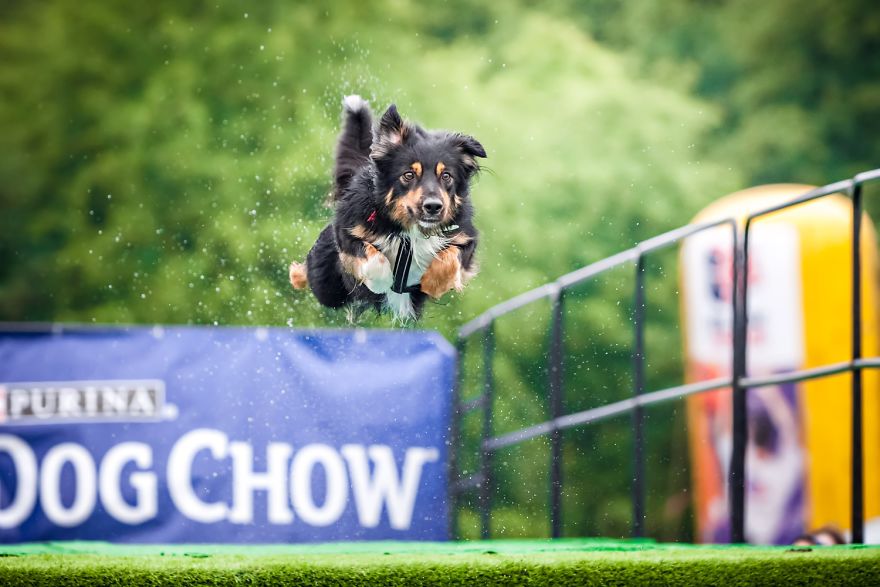 I'm Passionate About Canine Action And Portrait Photography