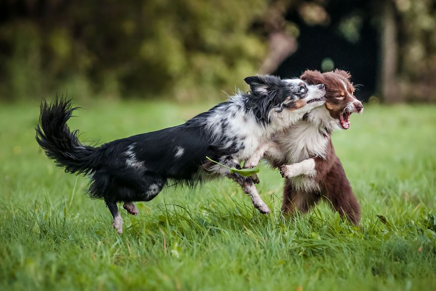 I'm Passionate About Canine Action And Portrait Photography