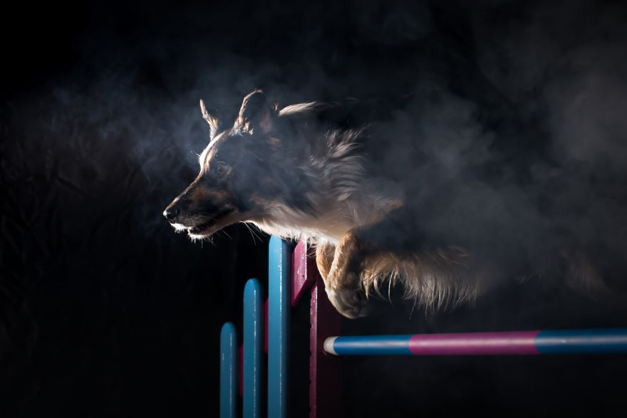 I'm Passionate About Canine Action And Portrait Photography