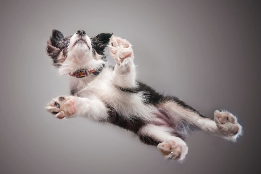 I'm Passionate About Canine Action And Portrait Photography