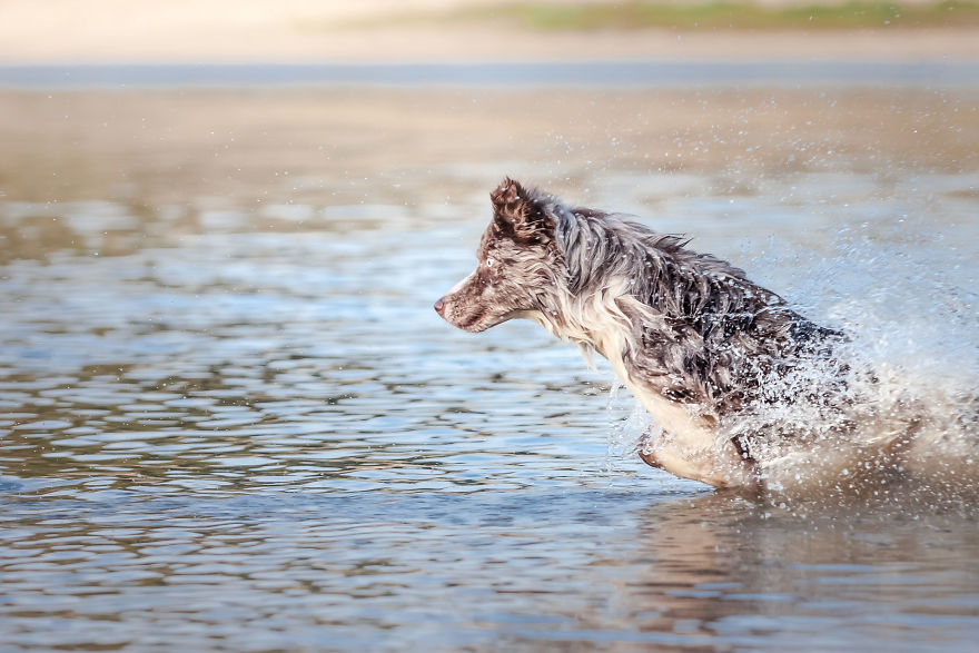I'm Passionate About Canine Action And Portrait Photography