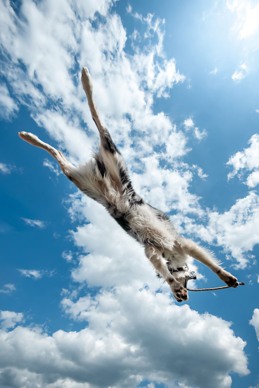 I'm Passionate About Canine Action And Portrait Photography