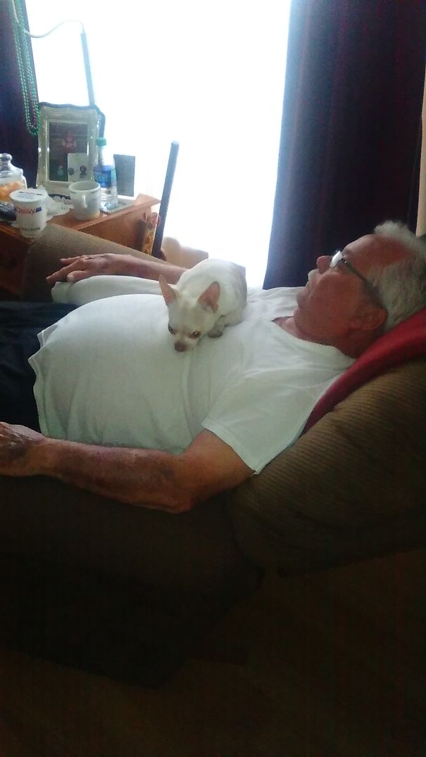 After Having To Put Their Last Dog Down, My Dad Said, "no More Animals". It Didn't Last Long.