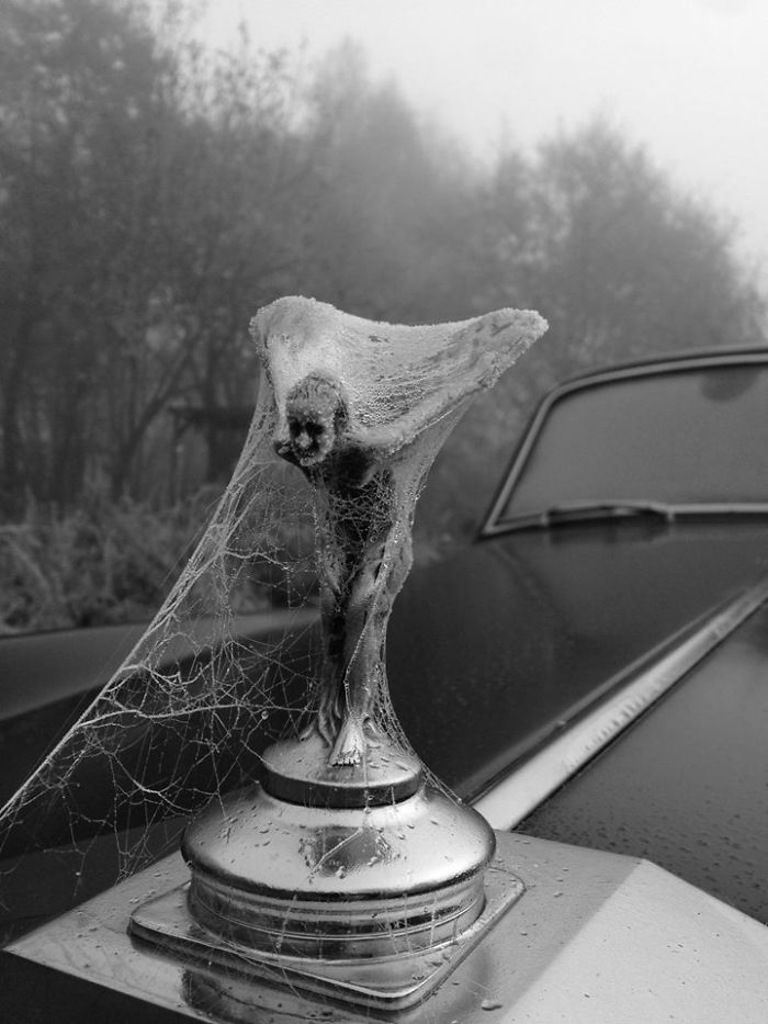 Frozen Lady... Winter Was Coming, And The Lady Felt Cold. One Last Work Of A Spider Who Felt Pity With A Shivering Woman...