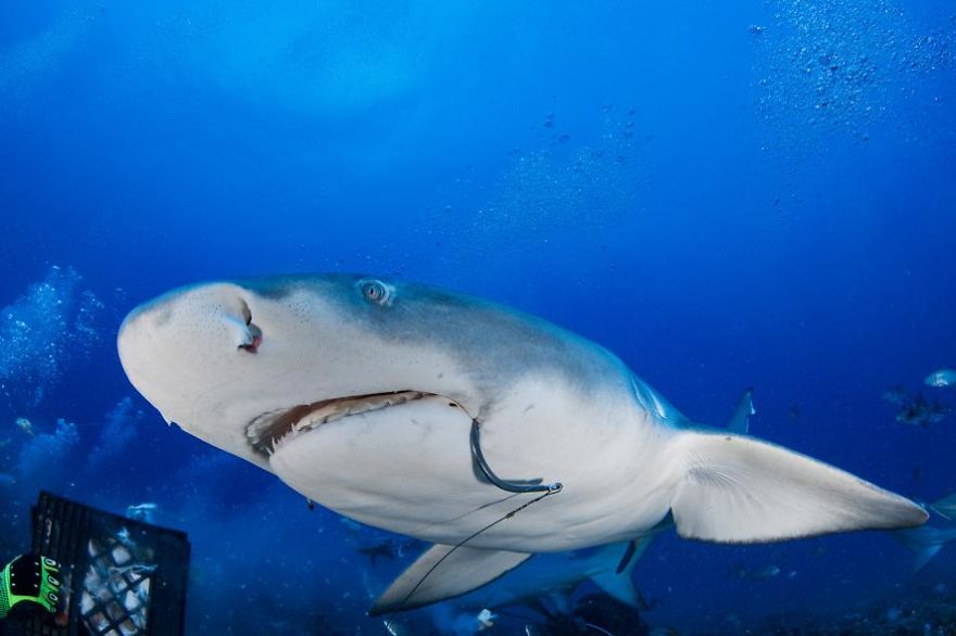 Divers Remove A Fist-Sized Hook From A Shark's Mouth&ndash;by Hand