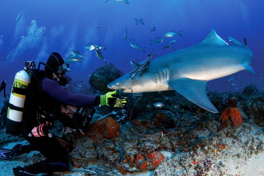 Divers Remove A Fist-Sized Hook From A Shark's Mouth&ndash;by Hand