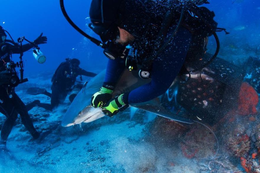 Divers Remove A Fist-Sized Hook From A Shark's Mouth&ndash;by Hand