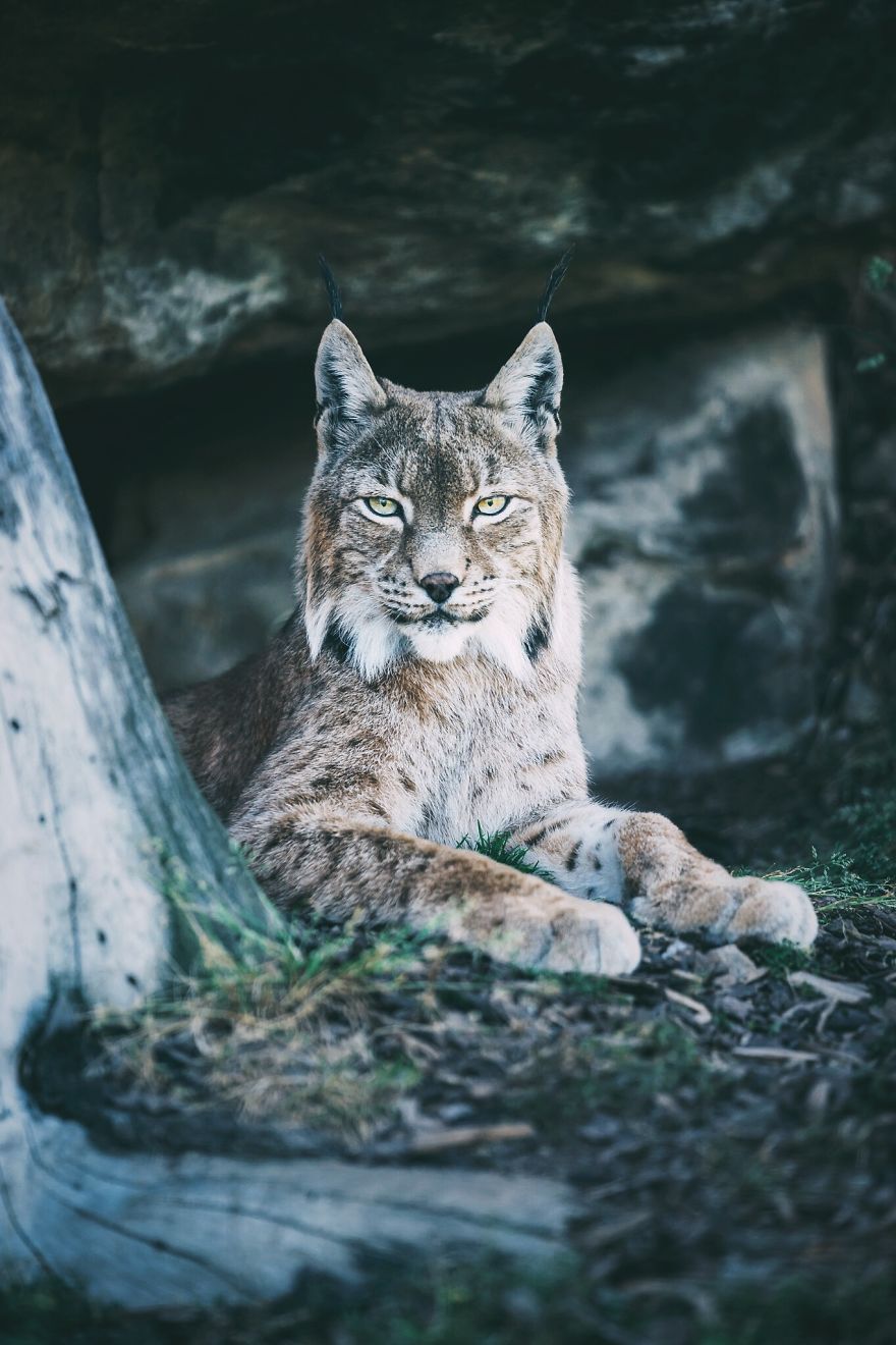 Lynx, East Tyrol, Austria