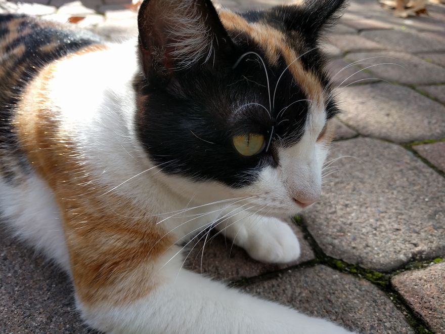 My Kitty!!!!!!! My Kitty!!!!!!!