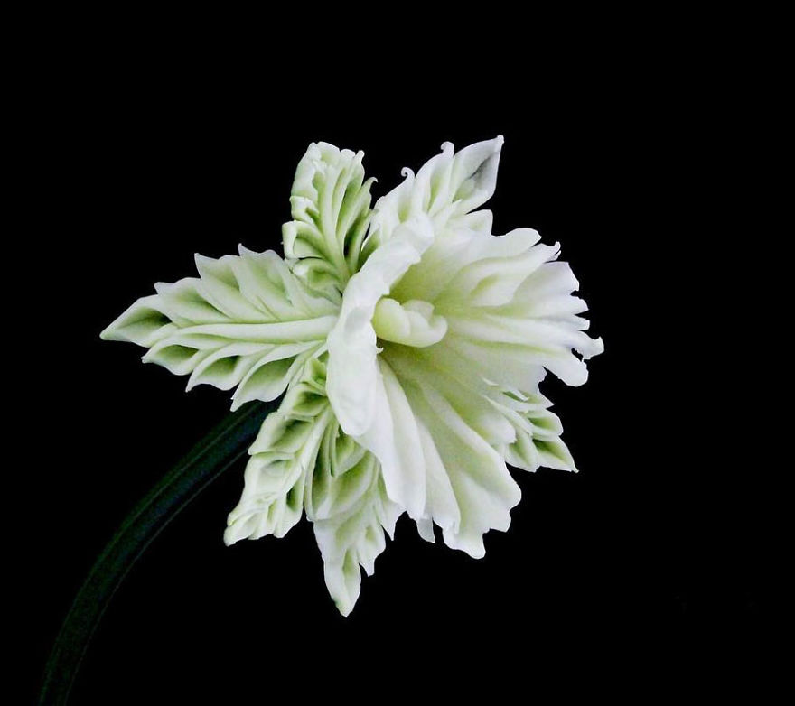 Magic Creation By Daniele Barresi